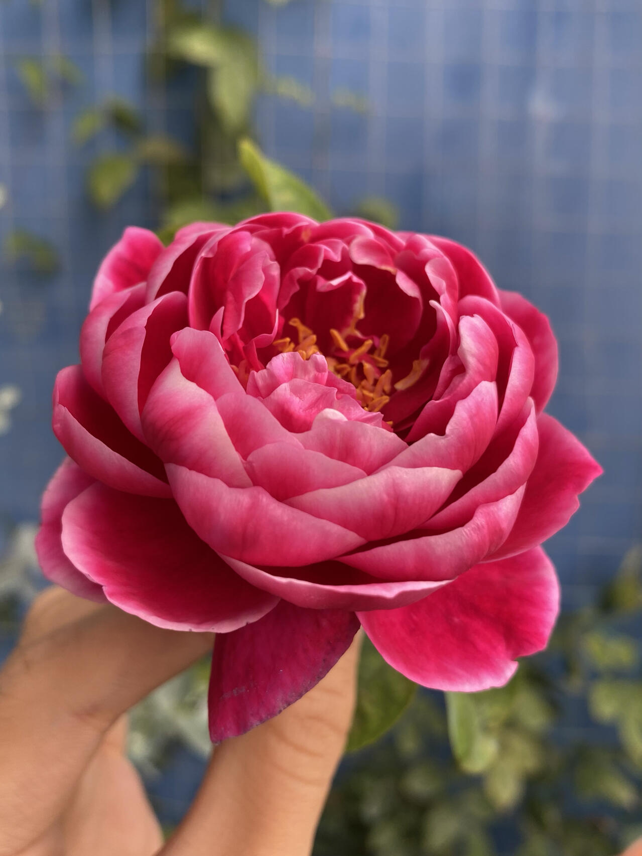 Rare【Marie Rose｜マリーローズ】-1 Gal OwnRoot |Bloom Repeatedly| Peony Blooming|Strong Disease Resistance| Strong Upright | Long flowering period 玛丽玫瑰| 玛丽