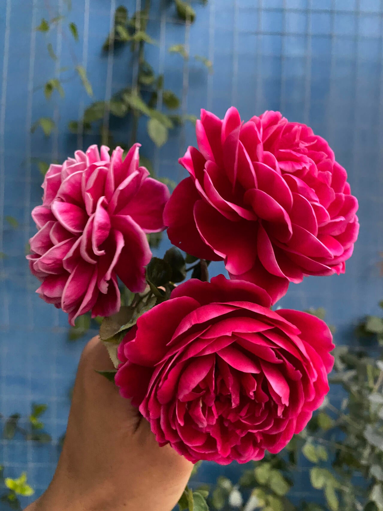 Rare【Marie Rose｜マリーローズ】-1 Gal OwnRoot |Bloom Repeatedly| Peony Blooming|Strong Disease Resistance| Strong Upright | Long flowering period 玛丽玫瑰| 玛丽