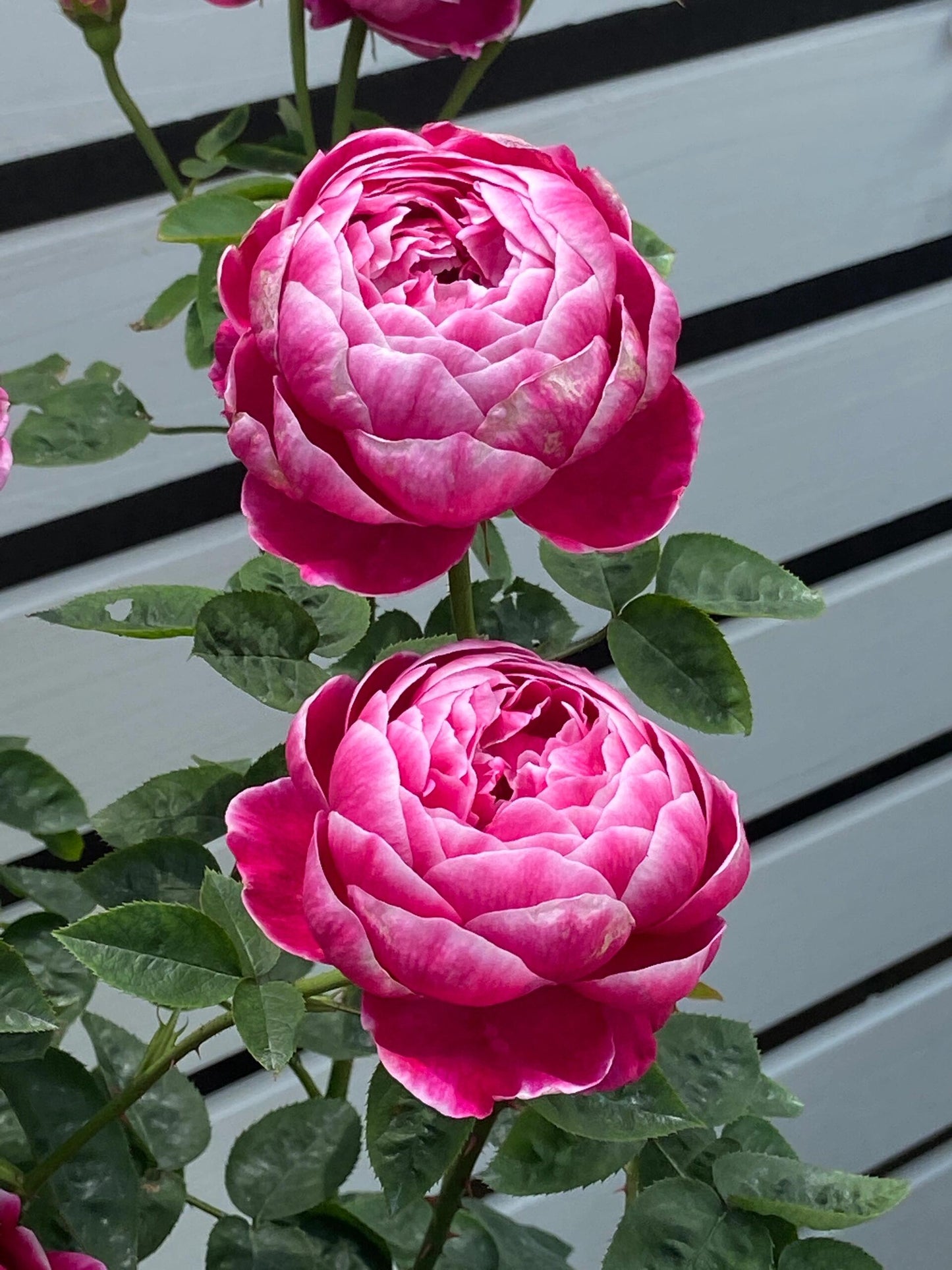 Rare【Marie Rose｜マリーローズ】-1 Gal OwnRoot |Bloom Repeatedly| Peony Blooming|Strong Disease Resistance| Strong Upright | Long flowering period 玛丽玫瑰| 玛丽