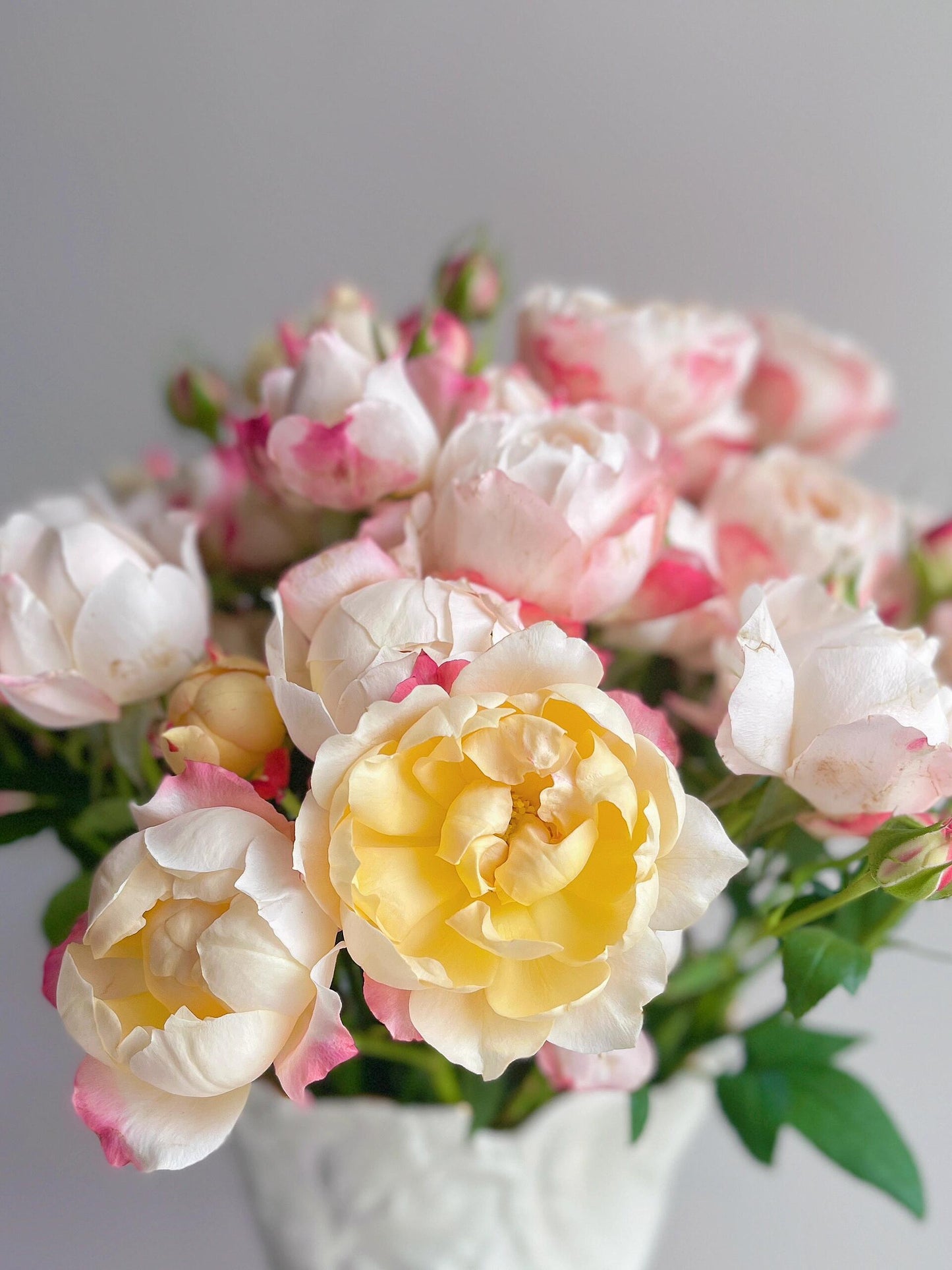 Rose 【Princess Suki シャンスポム‘ 1 Gal OwnRoot | Japanese| Striped flower| Repeat flower | 苏琪公主-La Chance|Globularance | Less Thorns