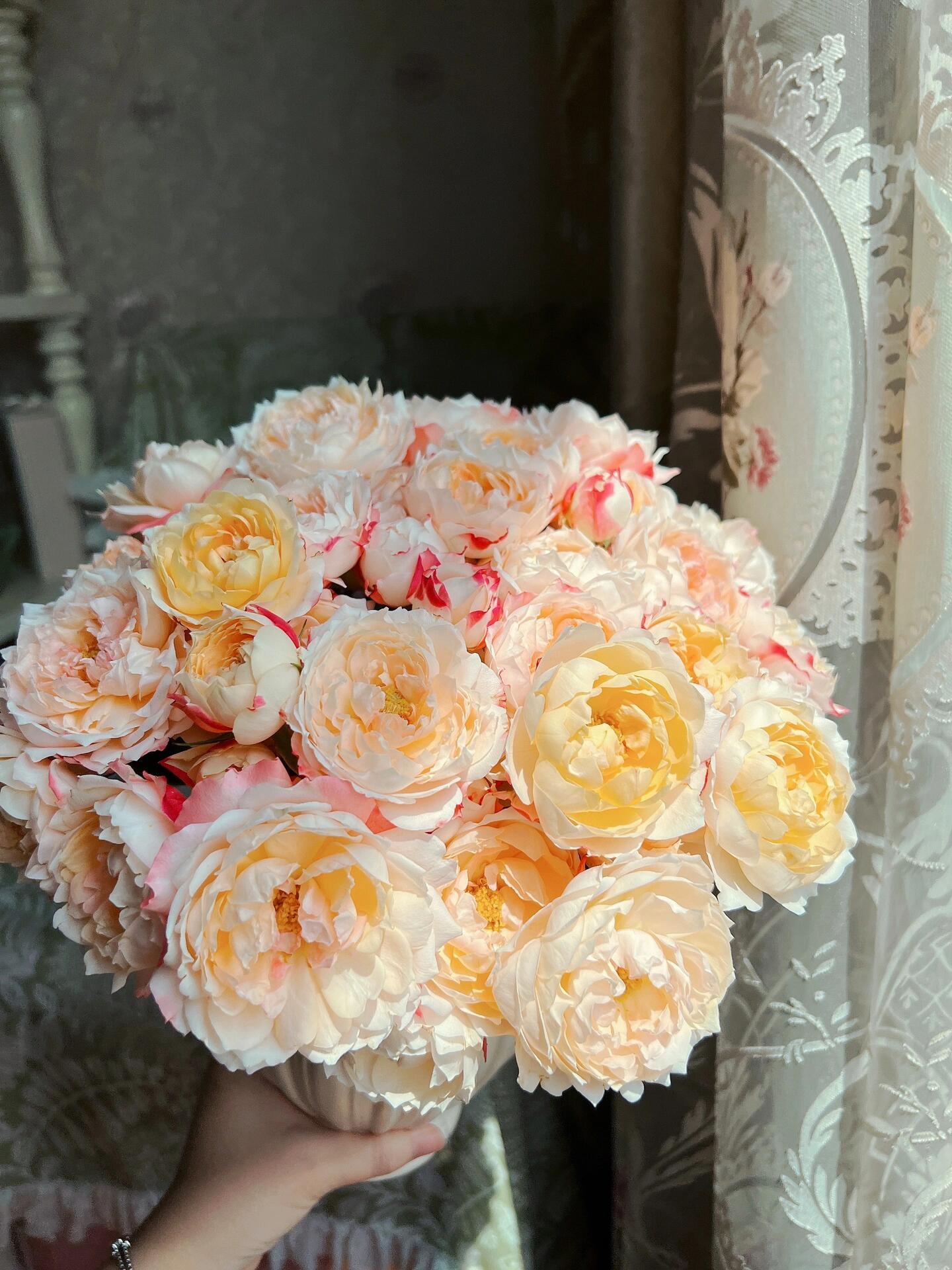 Rose 【Princess Suki シャンスポム‘ 1 Gal OwnRoot | Japanese| Striped flower| Repeat flower | 苏琪公主-La Chance|Globularance | Less Thorns