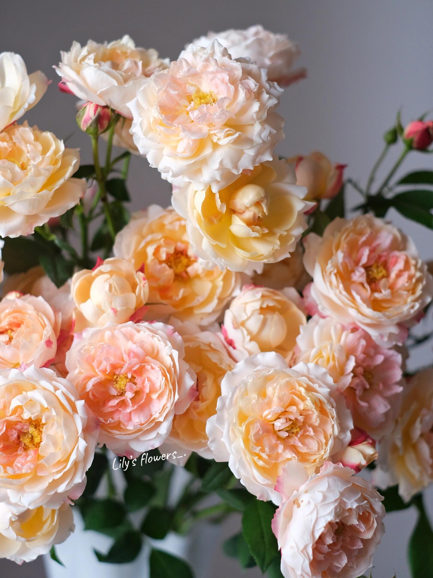 Rose 【Princess Suki シャンスポム‘ 1 Gal OwnRoot | Japanese| Striped flower| Repeat flower | 苏琪公主-La Chance|Globularance | Less Thorns