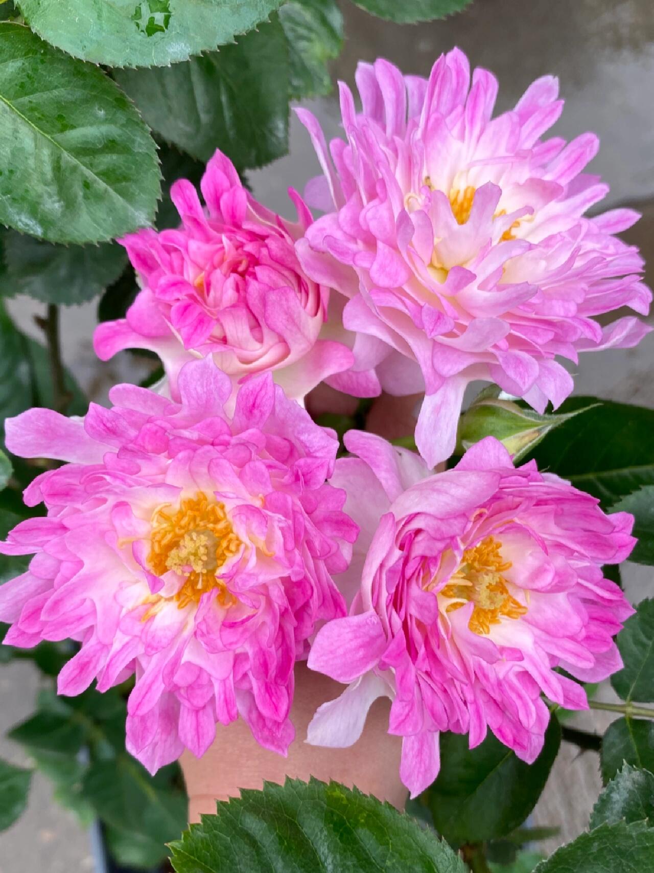 Rare Rosa｛Sea Anemone｜シーアネモネ｝-1.5 Gal OwnRoot｜Fireworks Flower| KOL| Thornless| Chrysanthemum Bloom|  Good Disease Resistance| 海葵