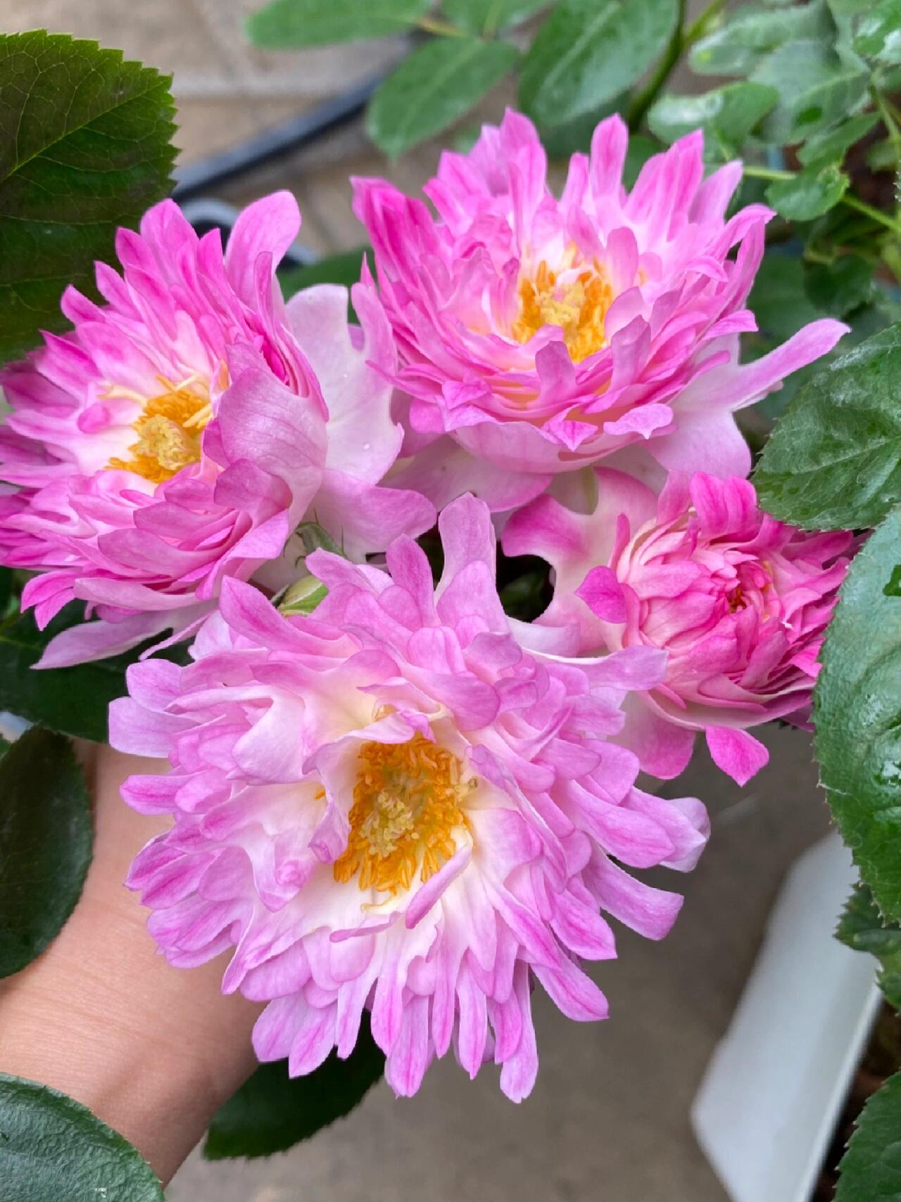 Rare Rosa｛Sea Anemone｜シーアネモネ｝-1.5 Gal OwnRoot｜Fireworks Flower| KOL| Thornless| Chrysanthemum Bloom|  Good Disease Resistance| 海葵