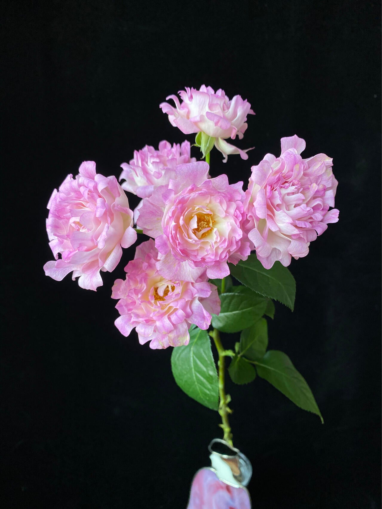 Rare Rosa｛Sea Anemone｜シーアネモネ｝-1.5 Gal OwnRoot｜Fireworks Flower| KOL| Thornless| Chrysanthemum Bloom|  Good Disease Resistance| 海葵