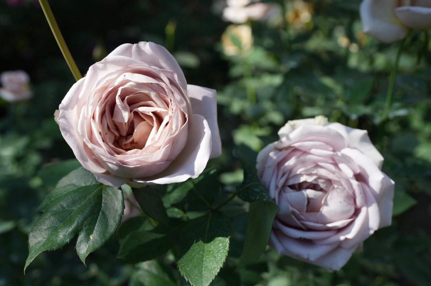 Brown Rosa｛Sharitetowa| シャリテトワ｝- 1.5 Gal Japanese OwnRoot|Lemon Scent| Heat resistant| 慈善｜Thornless| Strong Adaptability| Good Branching