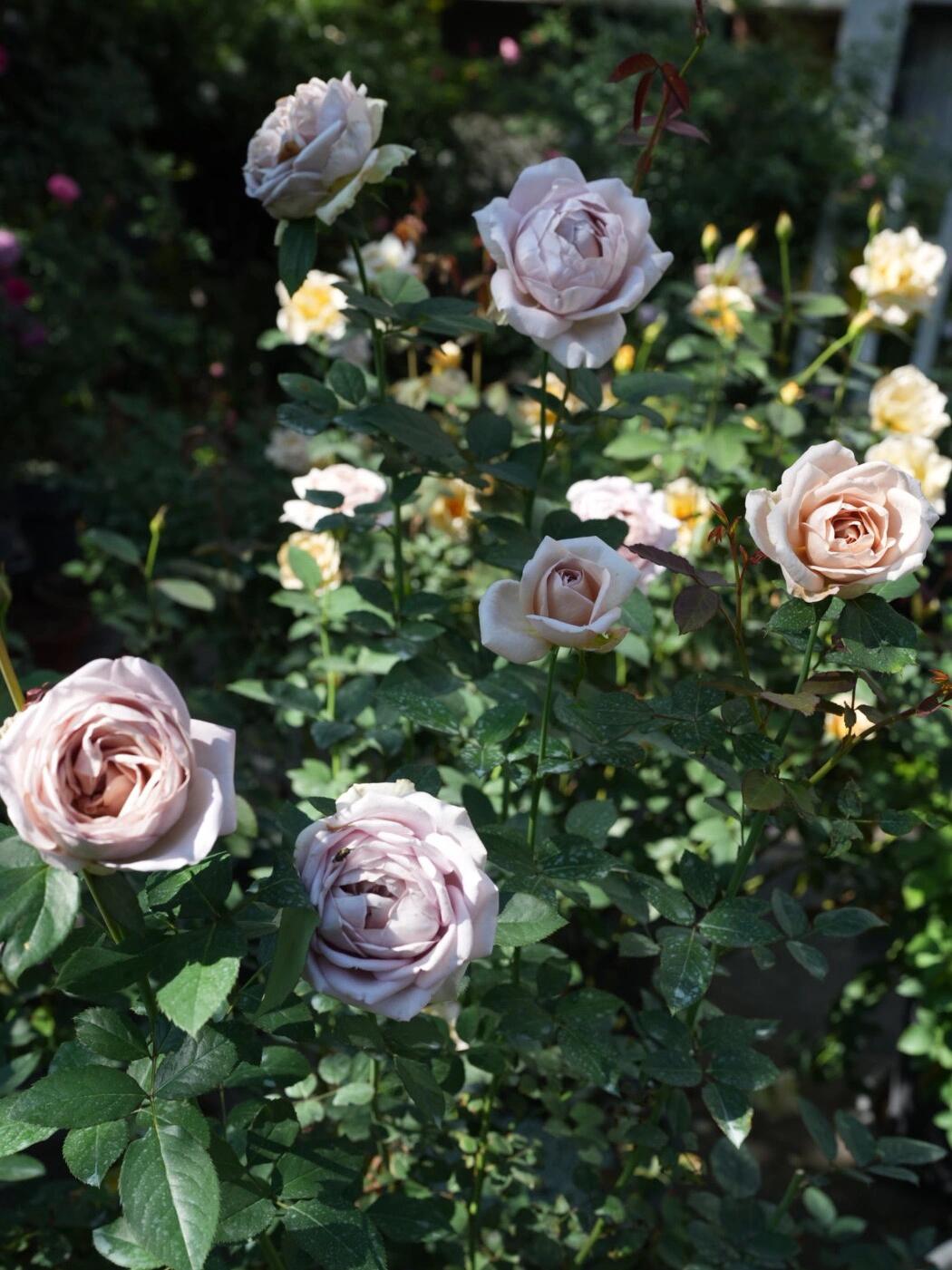 Brown Rosa｛Sharitetowa| シャリテトワ｝- 1.5 Gal Japanese OwnRoot|Lemon Scent| Heat resistant| 慈善｜Thornless| Strong Adaptability| Good Branching