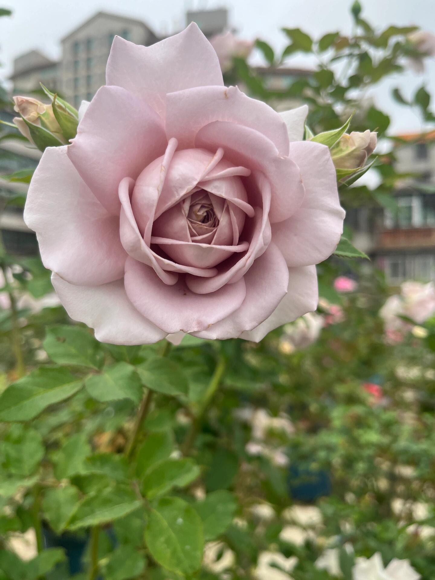 Brown Rosa｛Sharitetowa| シャリテトワ｝- 1.5 Gal Japanese OwnRoot|Lemon Scent| Heat resistant| 慈善｜Thornless| Strong Adaptability| Good Branching