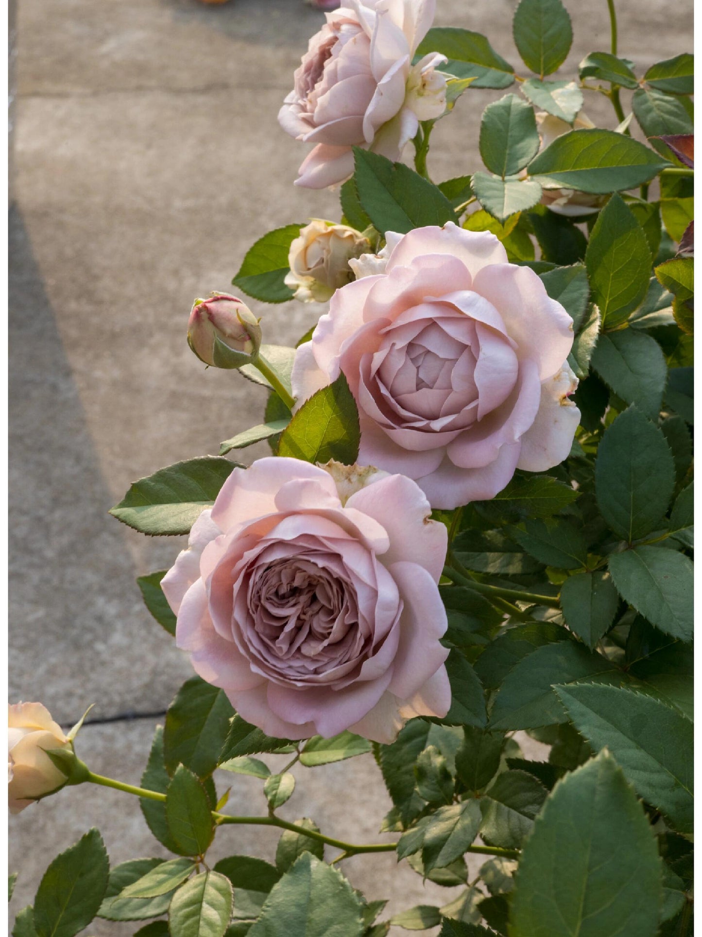 Brown Rosa【Sharitetowa| シャリテトワ】-  Japanese OwnRoot|Lemon Scent| Heat resistant| 慈善｜Thornless| Strong Adaptability| Good Branching