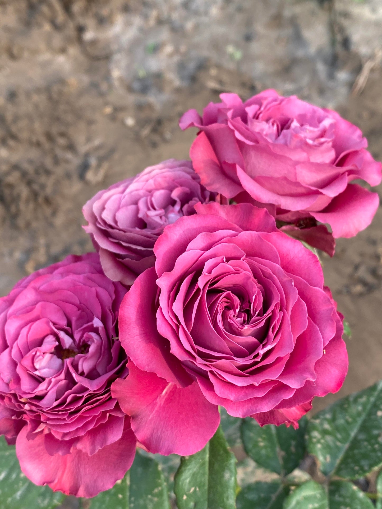 Rose【Precious Moments】- 2 Gal+ OwnRoot Bare Root｜珍贵时刻| Heat  Resistant| Extended vase life| Easy to Grow| Excellent Resistance|Scalloped