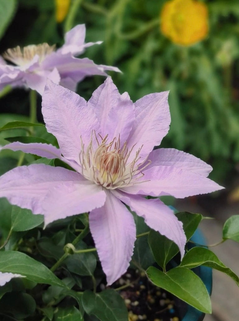 Clematis【Filigree】- LivePlant｜金银丝/ 故里｜Dwarf Clematis