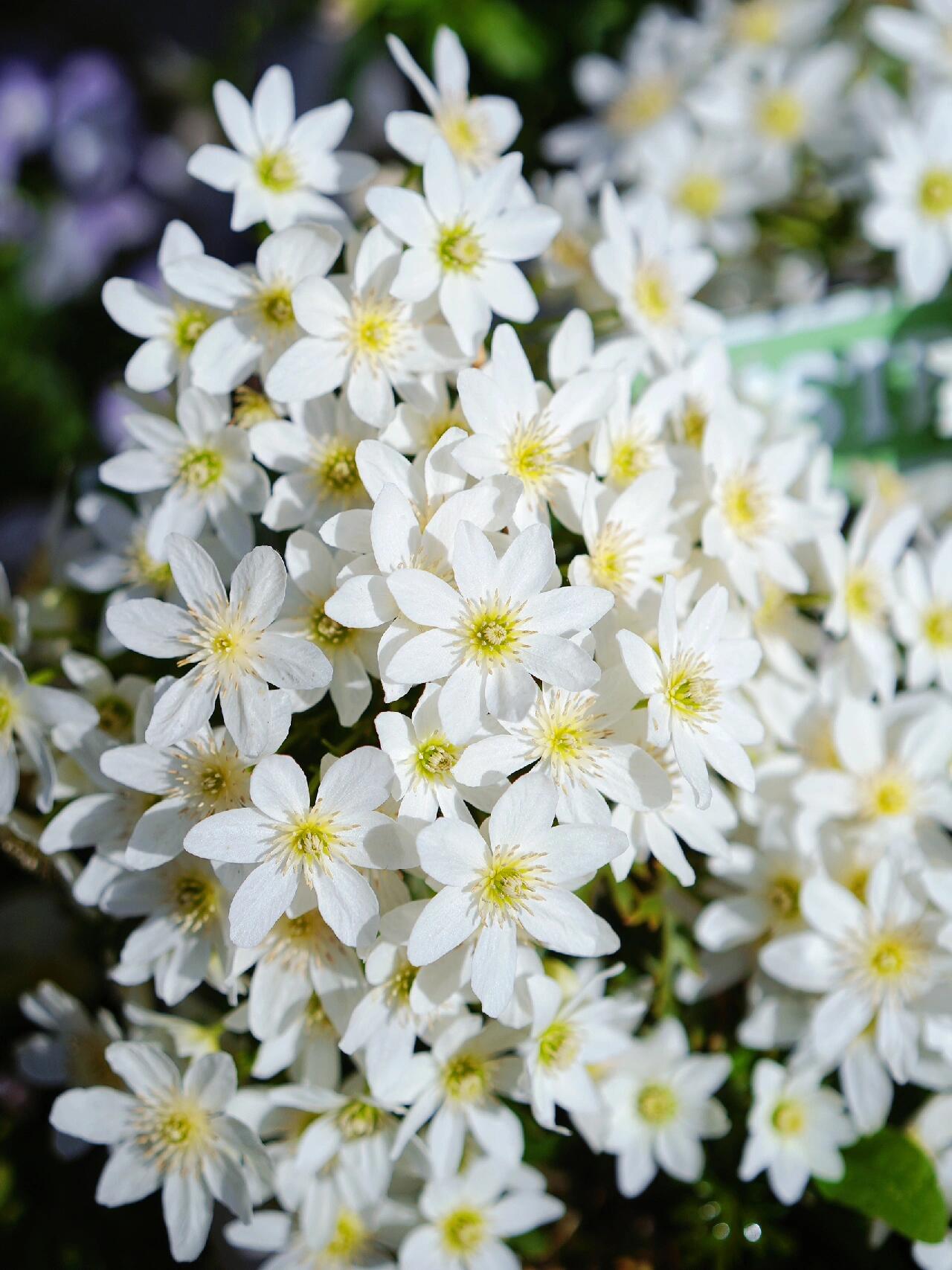 Clematis【Joe】- Liveplant｜银币｜Popular Floral waterfall