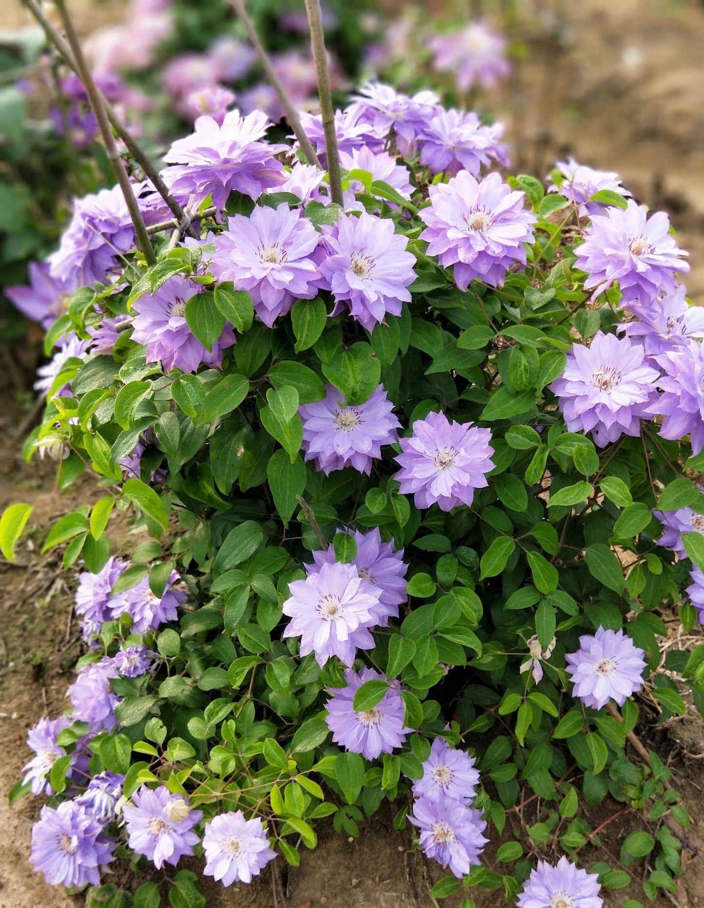 Clematis 【Teshio｜てしお| 天塩】-  9P LivePlant| 天盐 |精神の美| 天盐| Double-flowered |