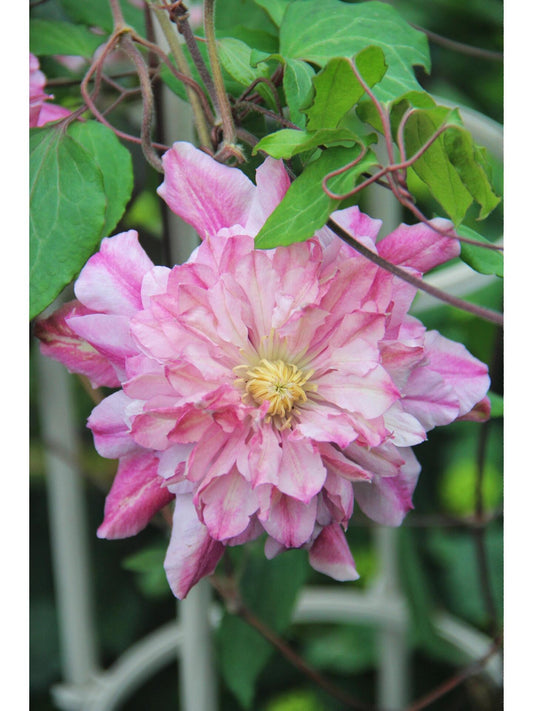 Clematis【Patricia Ann Fretwell】- LivePlant｜帕特丽夏｜Early Large-flowered Group｜