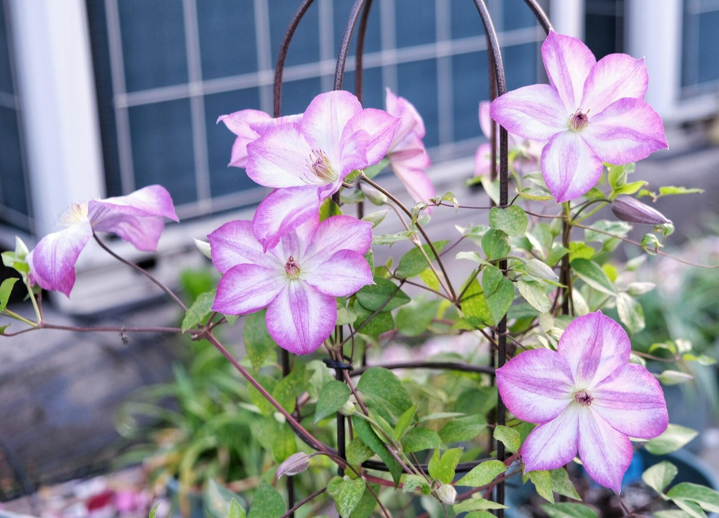 Clematis【Pernille】- LivePlant- 佩莱尼| Cold Hardy| Low Maintenance| Rich Color| Pollinator Friendly| Strong Growth| Cute Flower| Adaptable|Vine