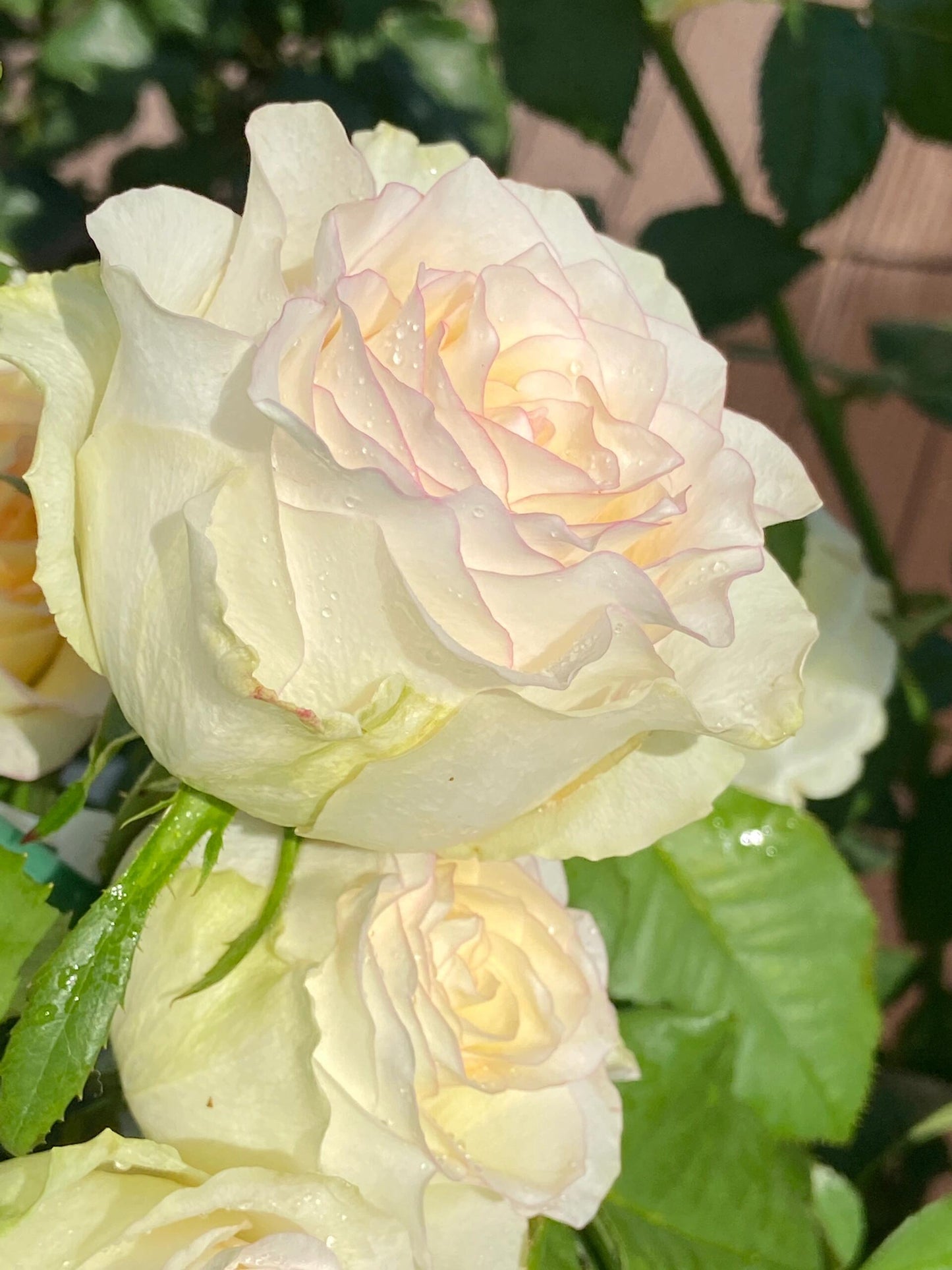 Rose【White Jumilia】- 1.5 Gal OwnRoot Live Plant｜白艾莎｜Sport varieties of the Jumilia rose｜Perfect New variety