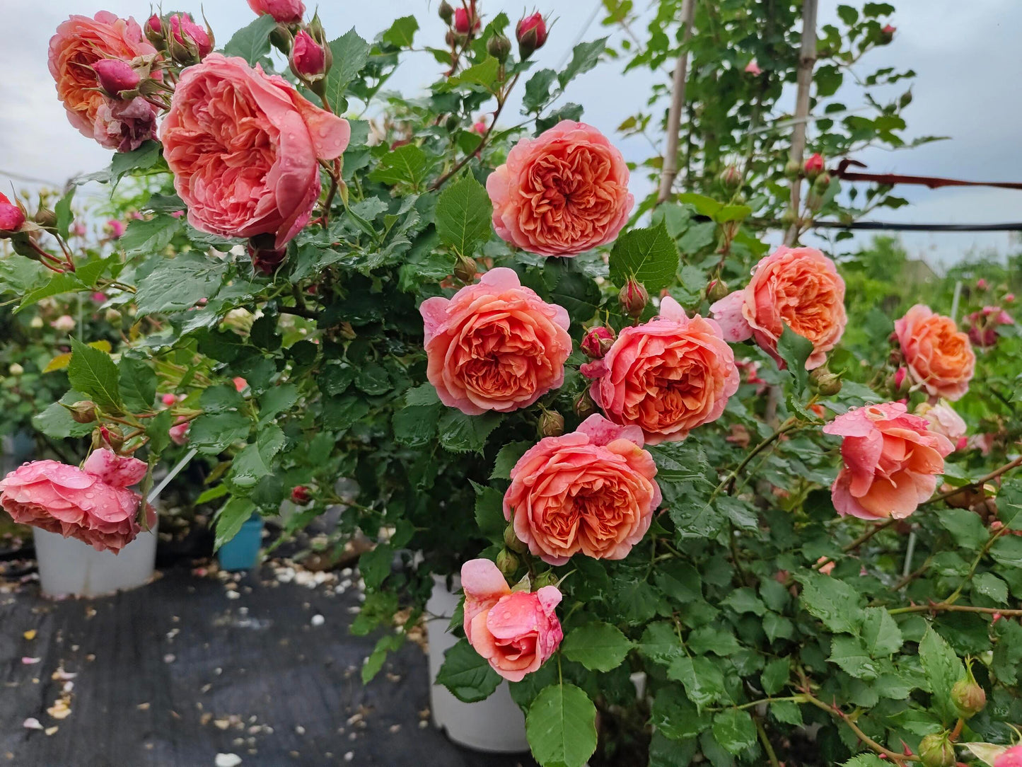 Rose【Silk Road｜シルクロード】- Japanese New Variety 2022｜丝绸之路 | Takunori Kimura｜Small Climbing & Shrubs| Excellent Resistance| Redolent