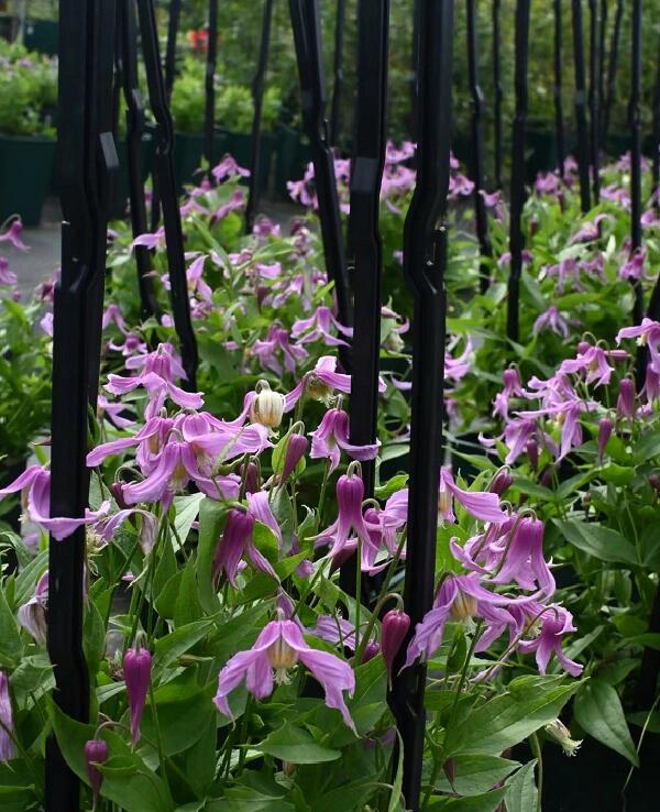 Clematis【Hanajima｜はなじま｜花島】- LivePlant｜花岛| Ballet Dancer| Upright clematis, perfect for container planting| Easy to Grow| Low Maintenance