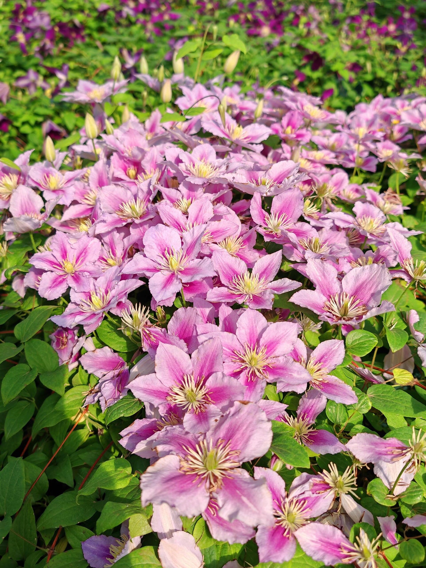 Clematis【Piilu｜小鸭】- 9P LivePlant｜