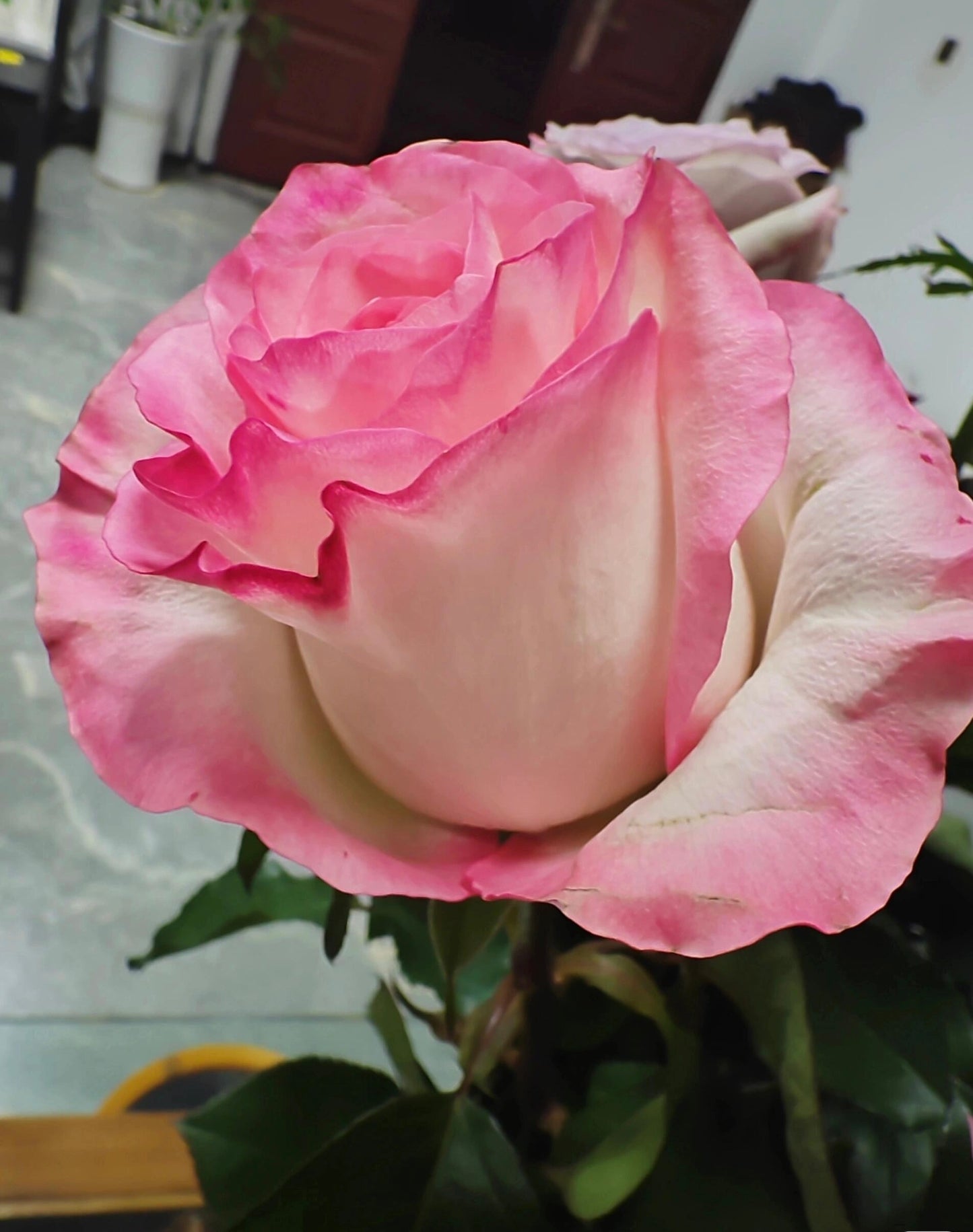 Rose【BouLevard】- 1.5 Gal OwnRoot LivePlant｜林荫大道｜Large Bloom ｜武媚娘