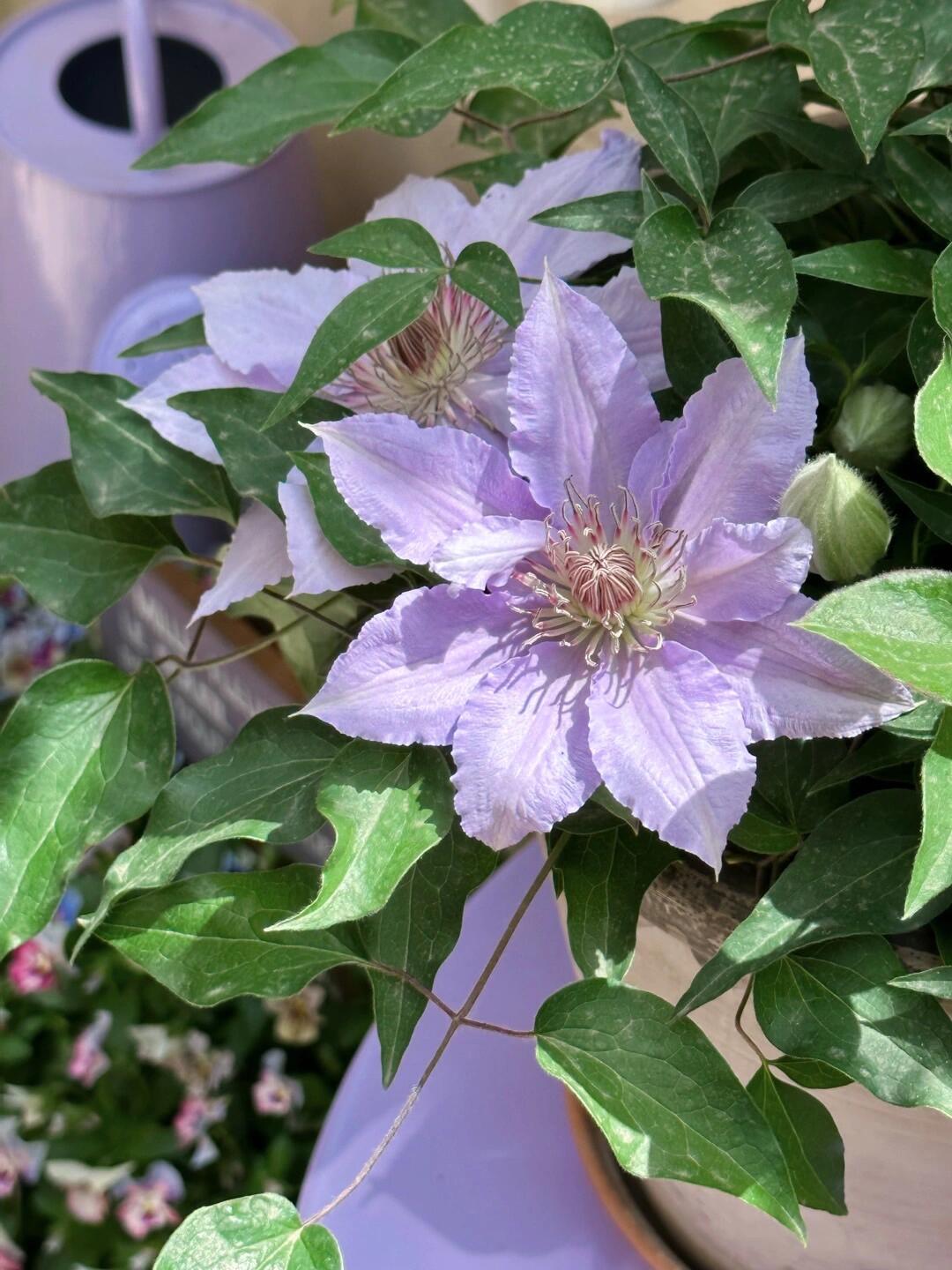 Clematis【Filigree】- LivePlant｜金银丝/ 故里｜Dwarf Clematis