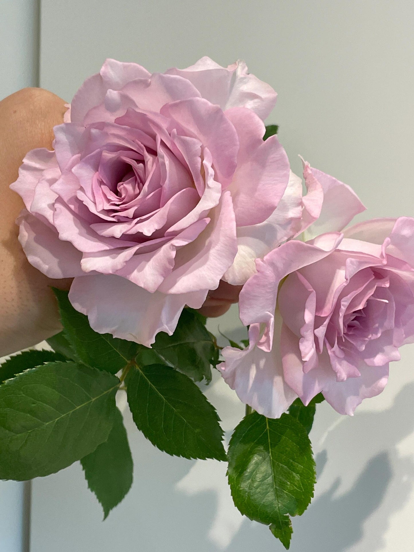 Rose【Lu Ning Xiang｜露凝香| Dew Serenade】- 1.5Gal OwnRoot LivePlant| Heat Resistant| Redolent| Less-Thorns| Dreamy| Highly Recommended| New 2022