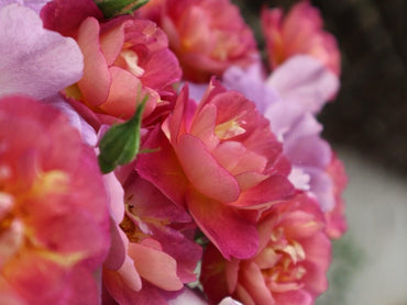 Rare Rose【Violet Whisper｜Qing Yan】- 1 Gal LivePlant｜ 青嫣｜王妃花社