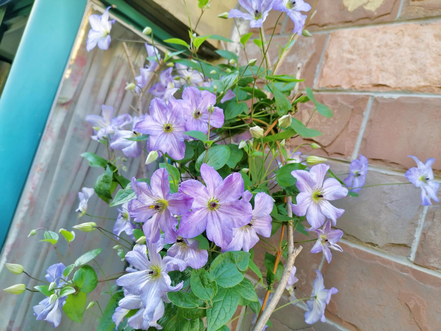 Clematis【Sea Breeze】- Live plant with flower buds｜海风｜Blue Clematis