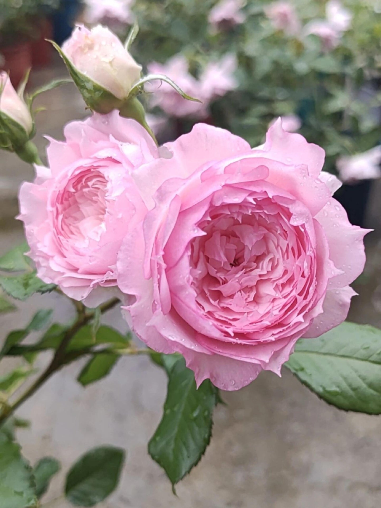 Rose【Misty Moon｜Rong Rong Yue】- OwnRoot LivePlant｜溶溶月｜TianLang  New Variety 2022｜Heat Resistant| Redolent| Floribunda Rosa| Balcony