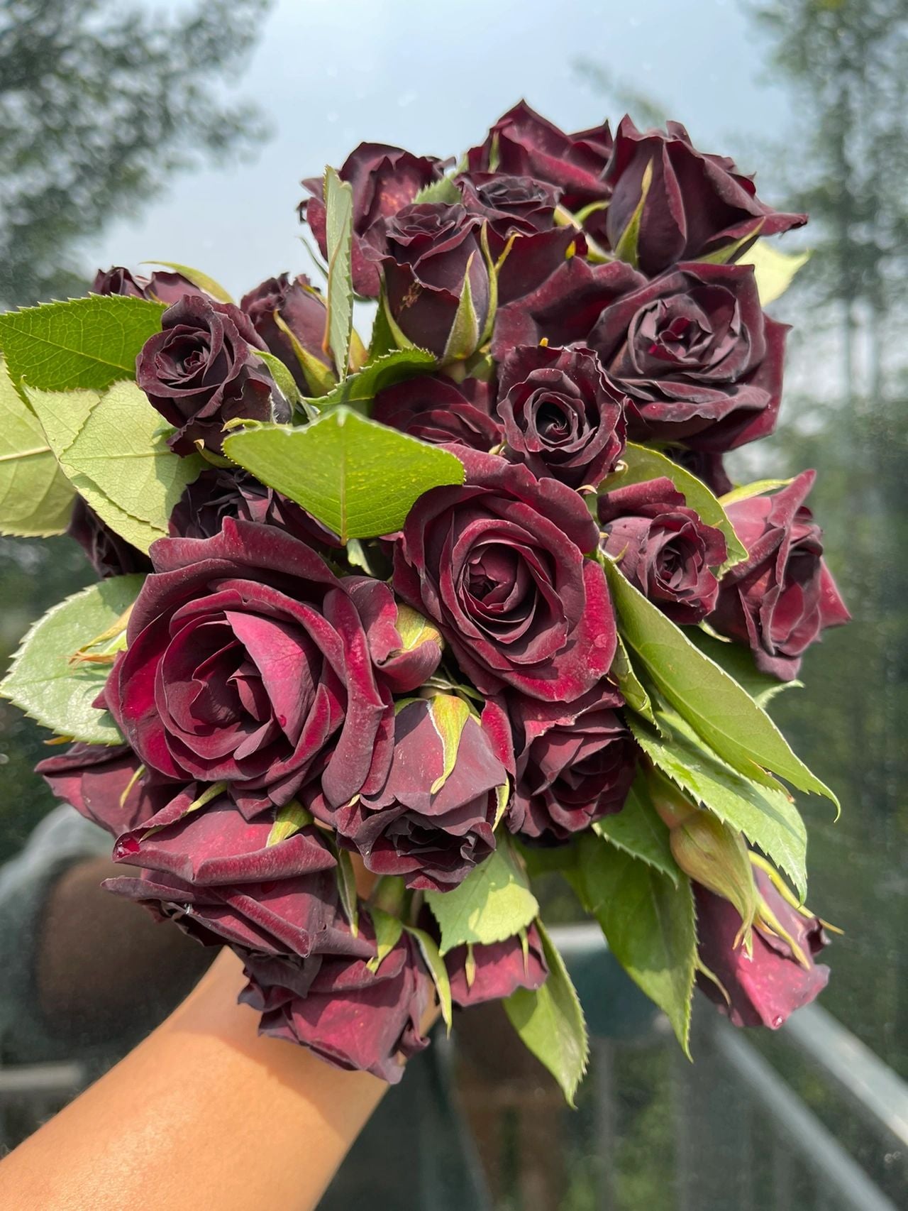 Rose【Louis XIV｜ルイ14世】-OwnRoot LivePlant｜路易十四| Classic Vintage Black Velvet Rose｜Strong Fragrance| Cut Flower| Retro Fuchsia| Balcony