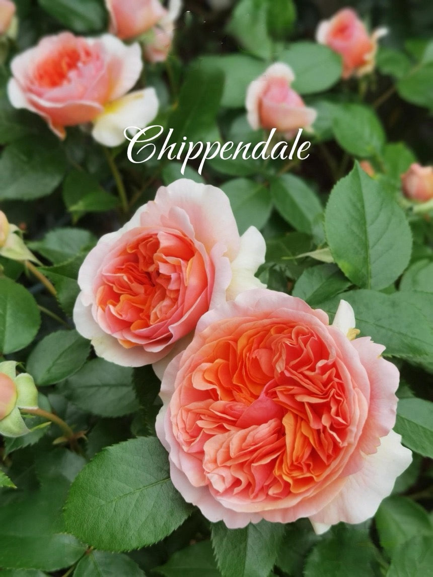 Rose【Music Hall| Chippendale】- 1.5Gal OwnRoot LivePlant｜音乐厅| Ali Man| Duchess of Cornwall| 齐彭代尔| 康沃尔公爵夫人| 木立バラ| Floribunda Rose| Redolent