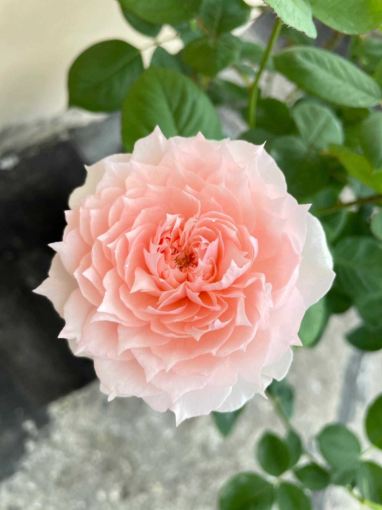 Rose【Monique Darve】1.5 Gal OwnRoot | Strong Disease Resistance| Strong Upright Flowers| Long flowering period| Bloom Repeatedly|莫妮卡戴维