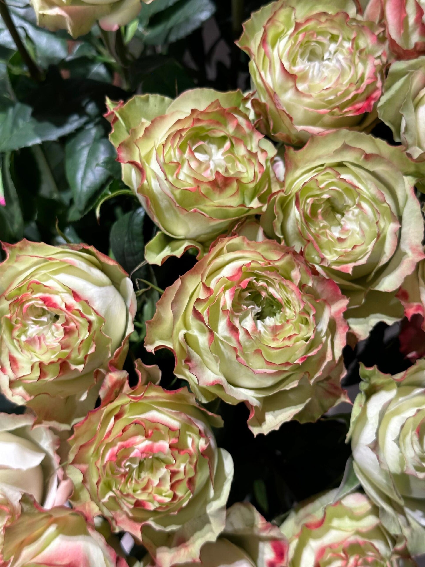 Rose【Green Apple｜グリーンアップル| 青苹果】- OwnRoot LivePlant｜New Variety Florists Rose| Large Flower| Extended vase life| Vivid Colors| Gradient