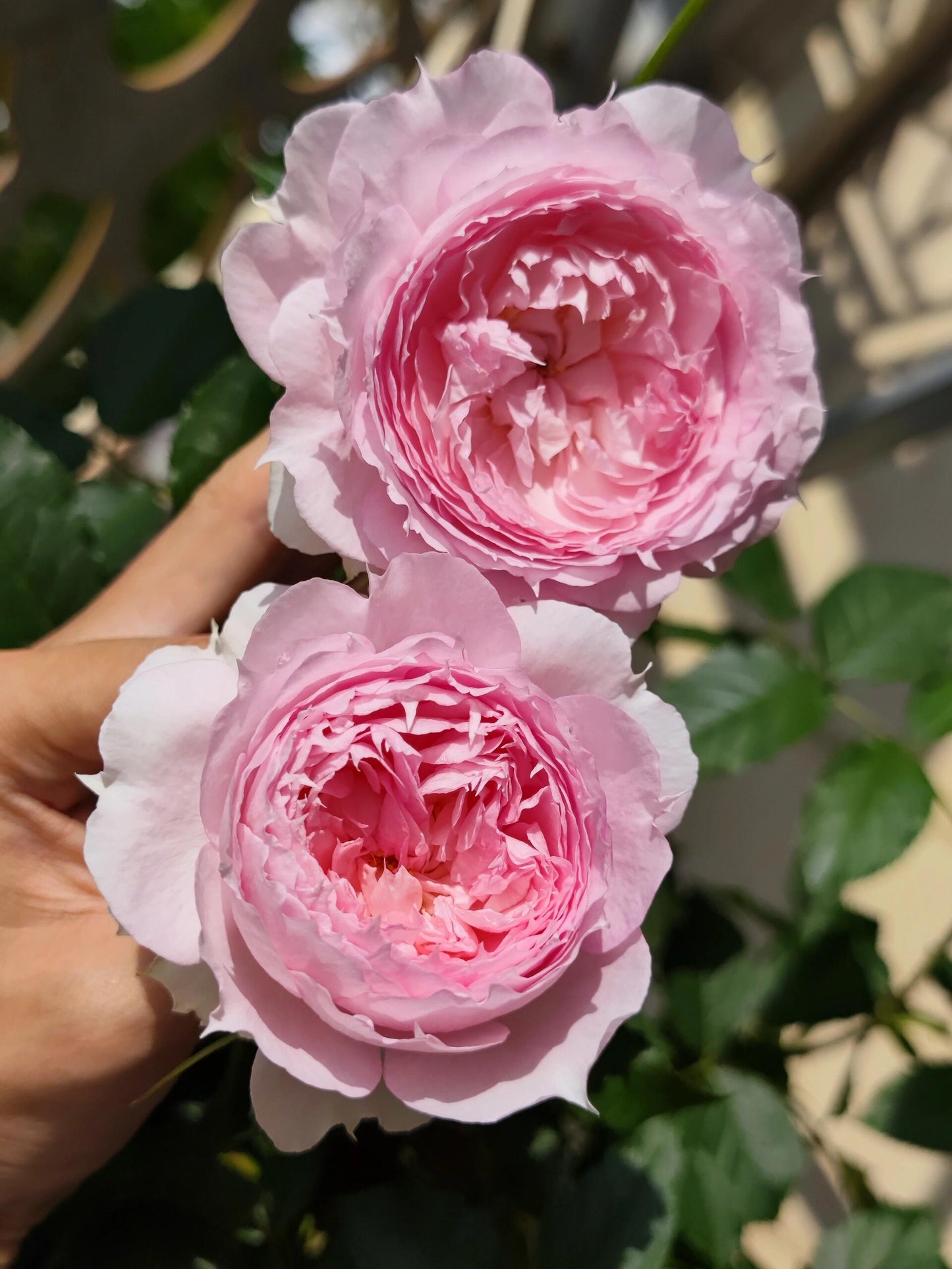 Rose【Misty Moon｜Rong Rong Yue】- OwnRoot LivePlant｜溶溶月｜TianLang  New Variety 2022｜Heat Resistant| Redolent| Floribunda Rosa| Balcony