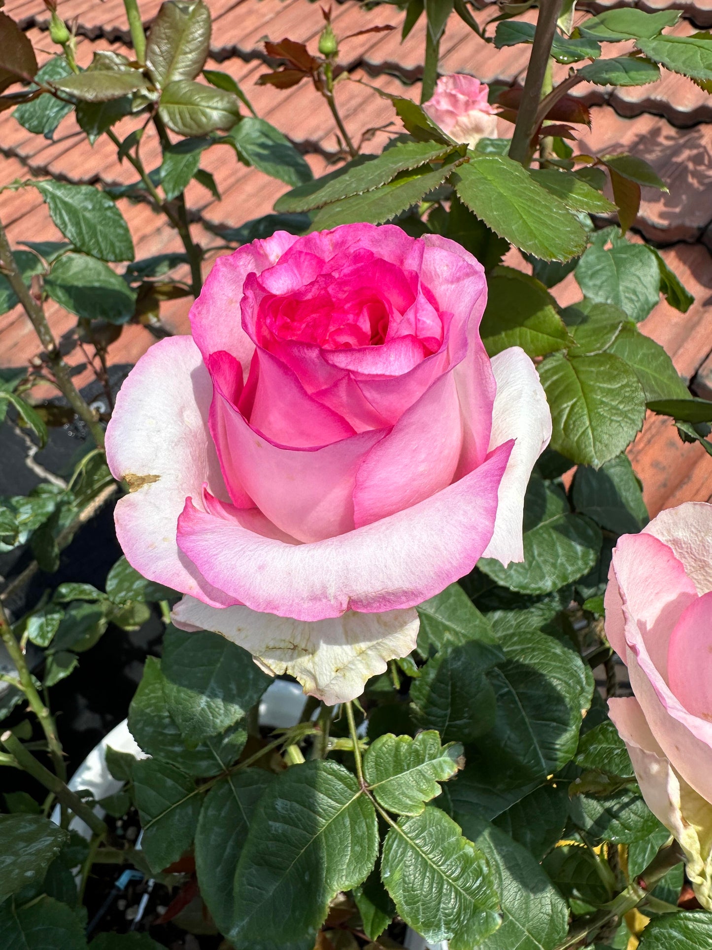 Rose【Bella Vita】- 1.5 Gal OwnRoot LivePlant｜贝拉维塔｜Popular Cutting Rosa｜Large Bloom｜Rich Scent