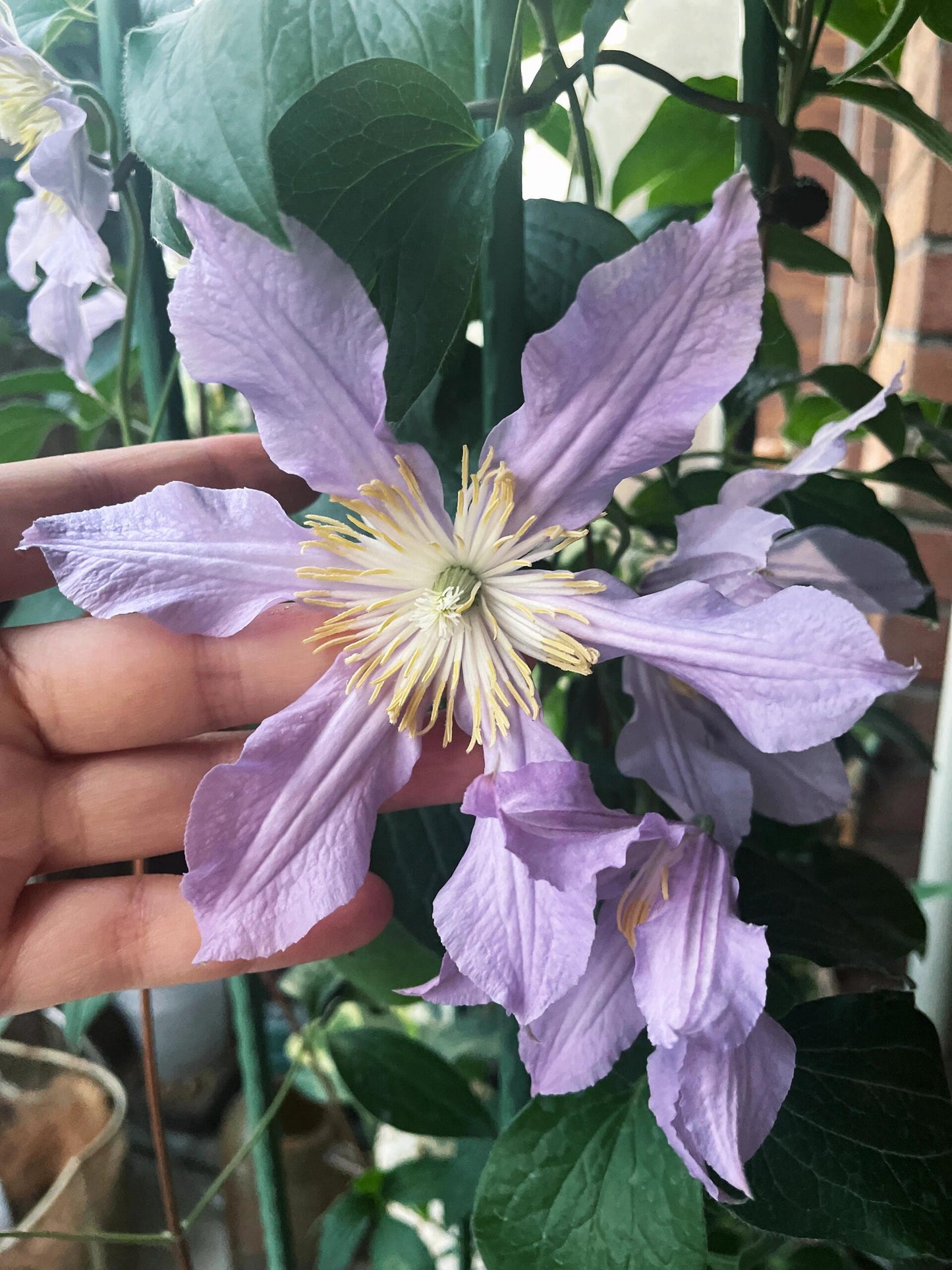 Rare Clematis【East River】-LivePlant｜东方河流Large Star Bloom