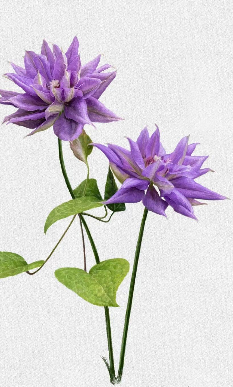 Clematis【Matsuri Daiko｜祭り太鼓】- LivePlant｜花太鼓｜Bluish-purple double blooms