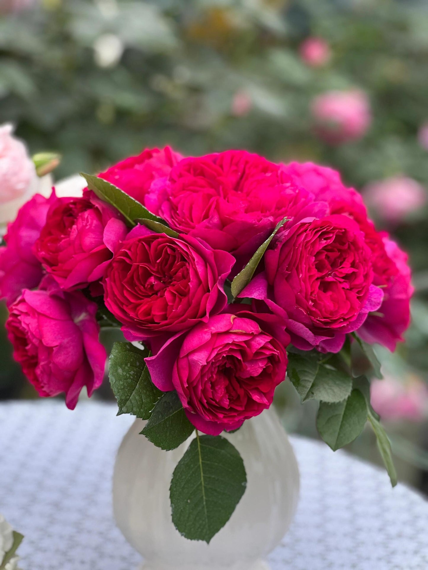 Rose【Ci Xuan| 慈萱| Serene Grace】- Rare New Variety 2020｜Popular|Tian Lang | Large Bloom｜Perfumed| Floribunda Rose| Strong Growth| Everbloomer