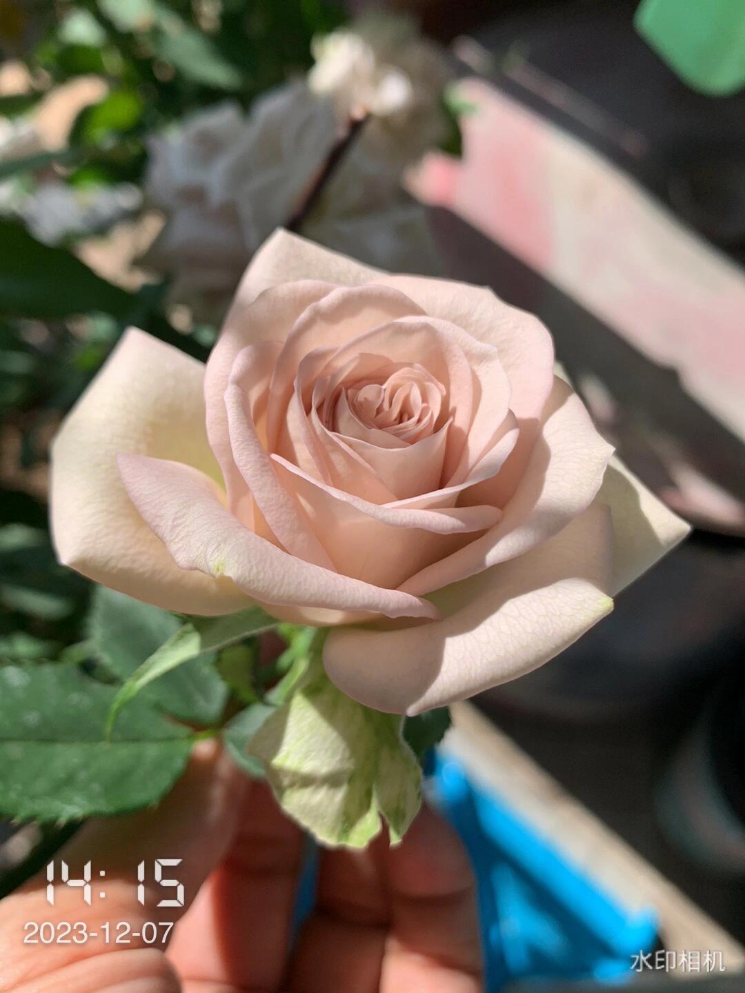 Rose【Milky Pearl｜ミルキーパール】- Japan New Variety 2021｜珍珠奶茶｜Extended vase life| 牛奶珍珠| Redolent| Florists Rose| Wavy Lace