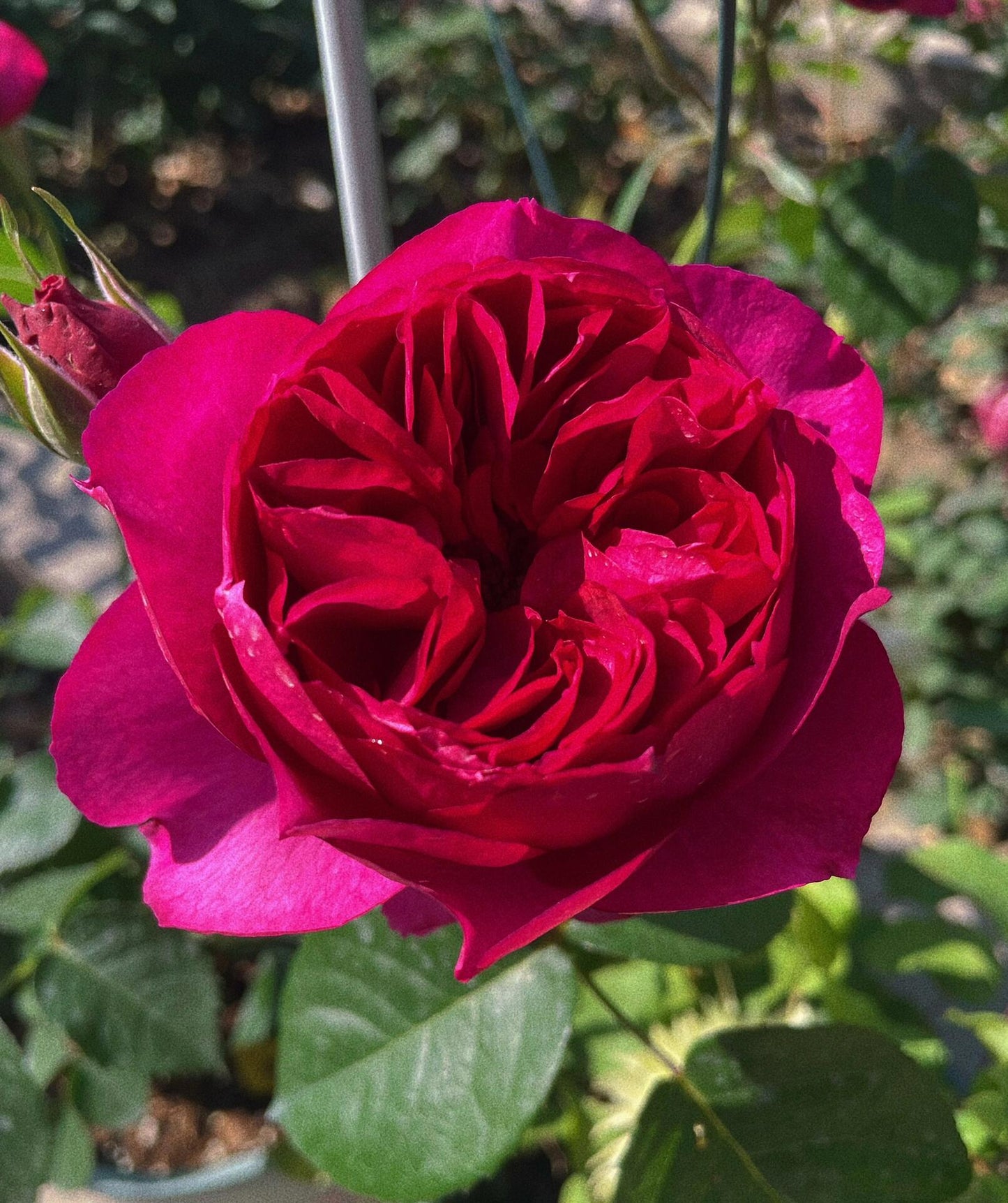 Rose【Ci Xuan| 慈萱| Serene Grace】- Rare New Variety 2020｜Popular|Tian Lang | Large Bloom｜Perfumed| Floribunda Rose| Strong Growth| Everbloomer