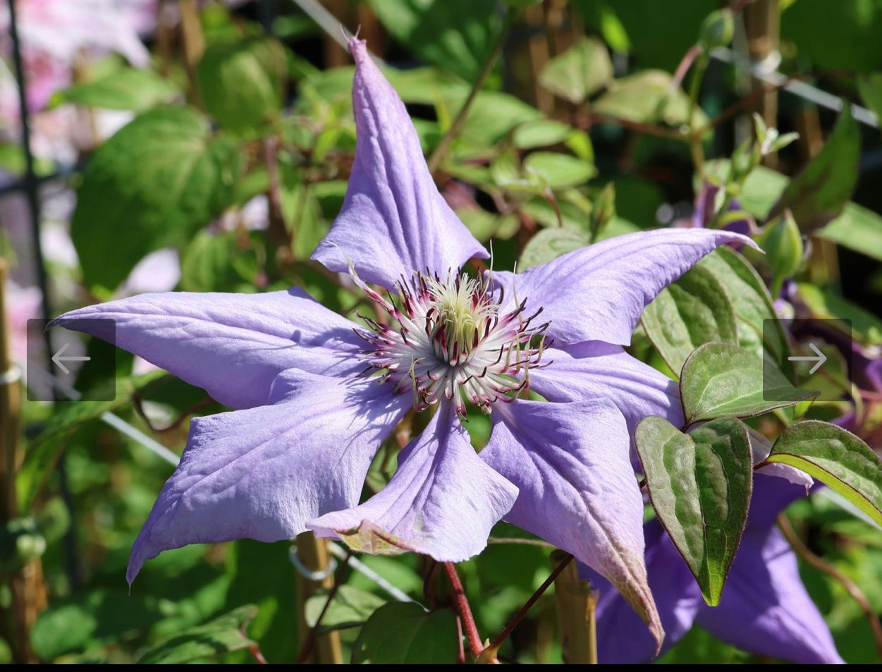 Clematis【Matsuri Daiko｜祭り太鼓】- LivePlant｜花太鼓｜Bluish-purple double blooms