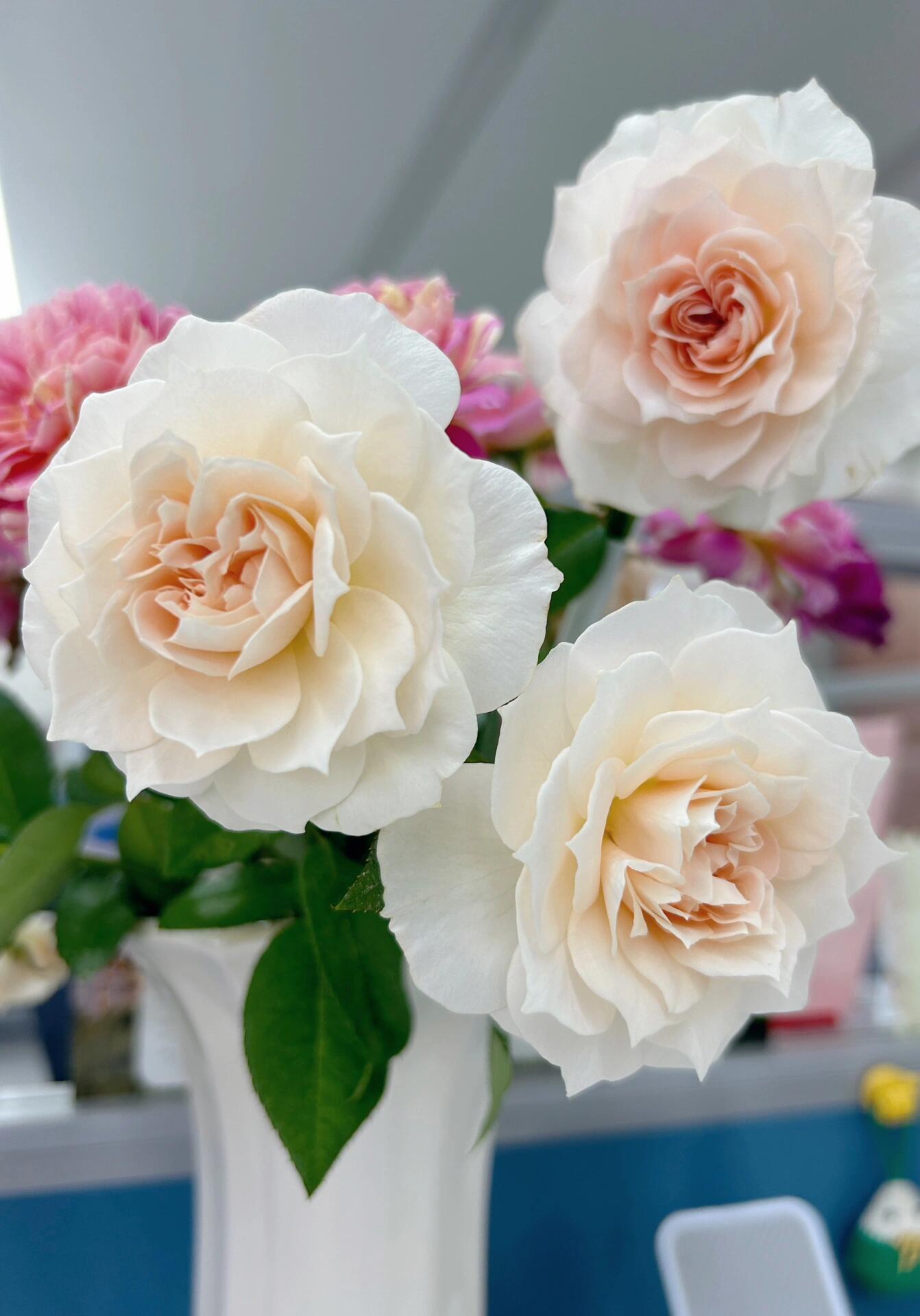 Rose【Royal Diva】- 1.5Gal OwnRoot LivePlant｜皇家迪瓦｜歌剧皇后｜Fru Nerby｜Strong-scented blooms