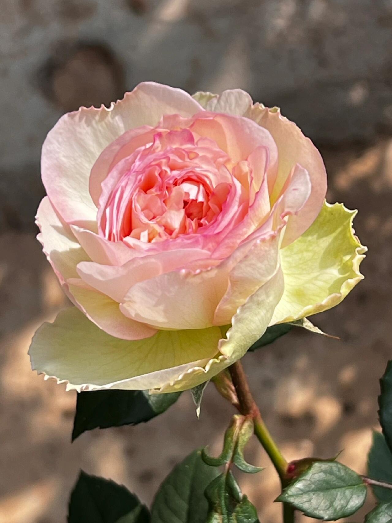 Rose【Avekutowa｜アヴェークトワ】- 1 Gal Live Plant｜与你同在｜New Variety 2020｜Colorful Blooms