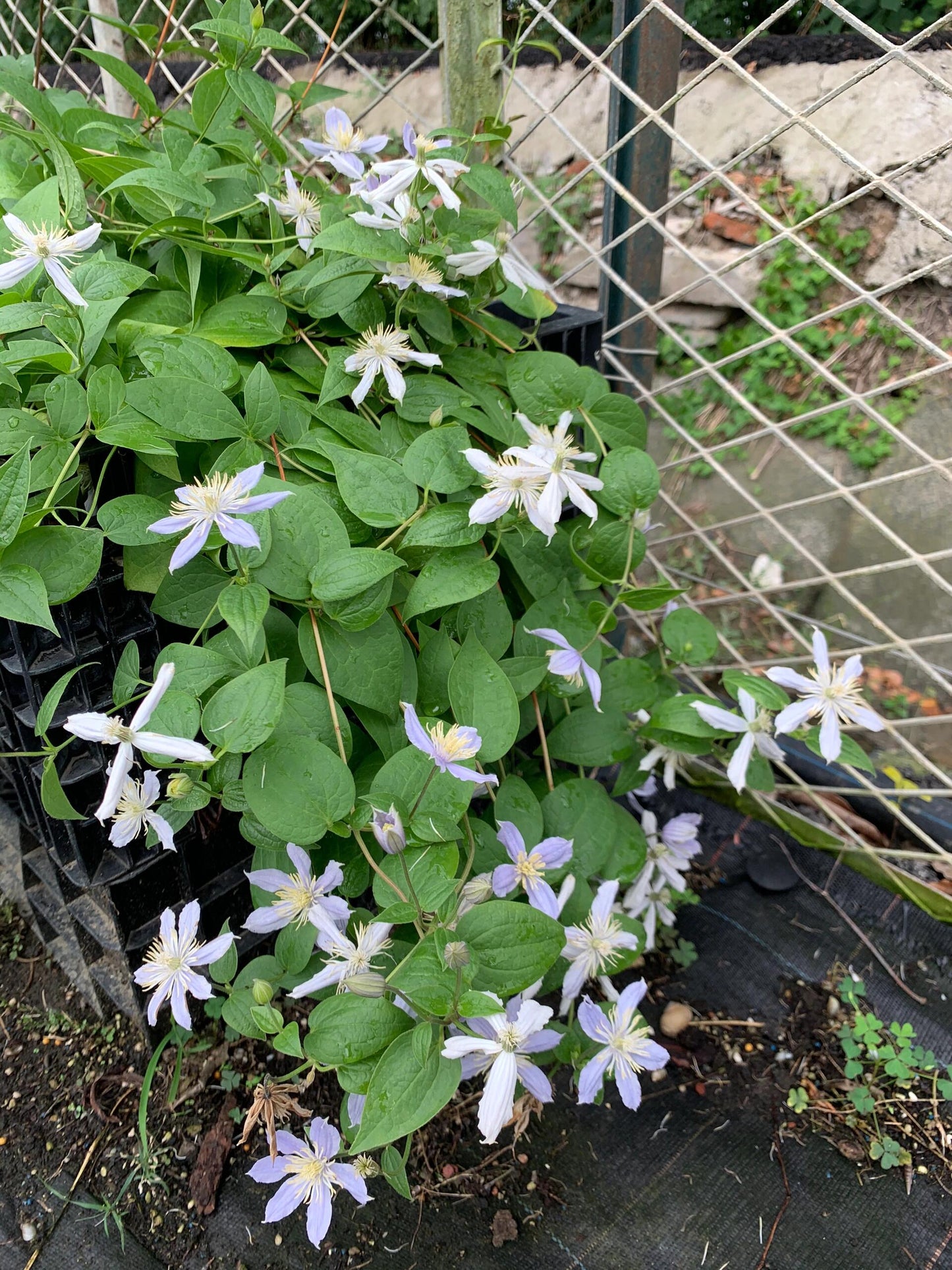 Clematis【Milky Way】-Live Plant｜银河系