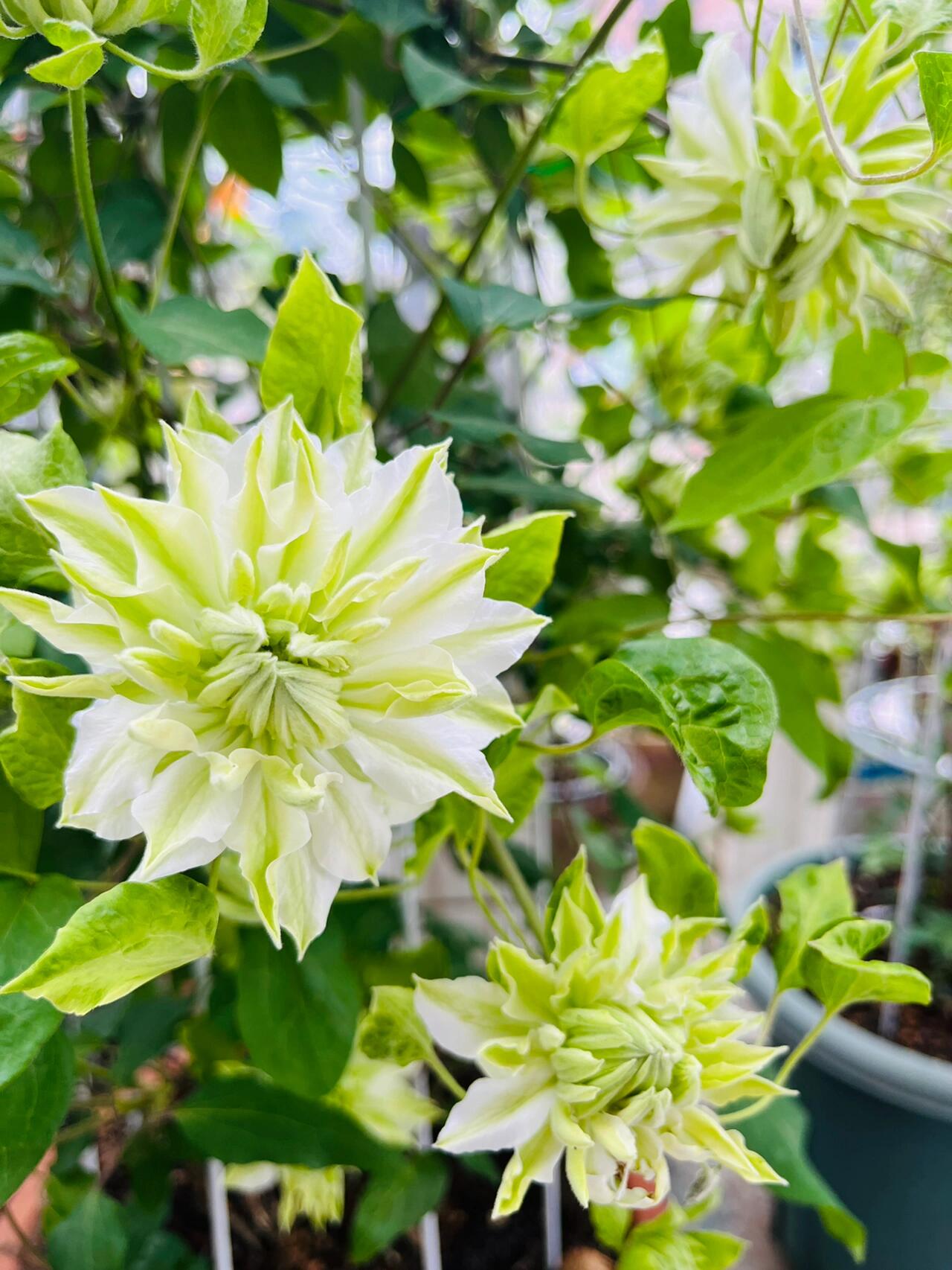 Clematis - 【Sen no kaze|千の風】10P LivePlant| Tetsuya Hirota| 风之森林| Cold Hardy | Rare Double-flowered|