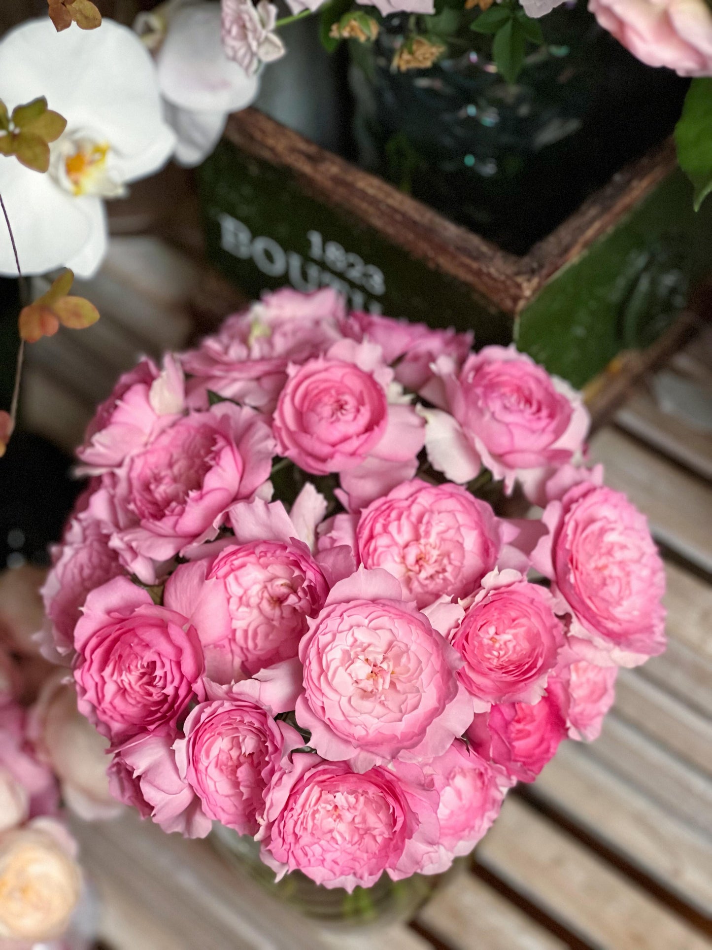 Rose【Misty Moon｜Rong Rong Yue】- OwnRoot LivePlant｜溶溶月｜TianLang  New Variety 2022｜Heat Resistant| Redolent| Floribunda Rosa| Balcony