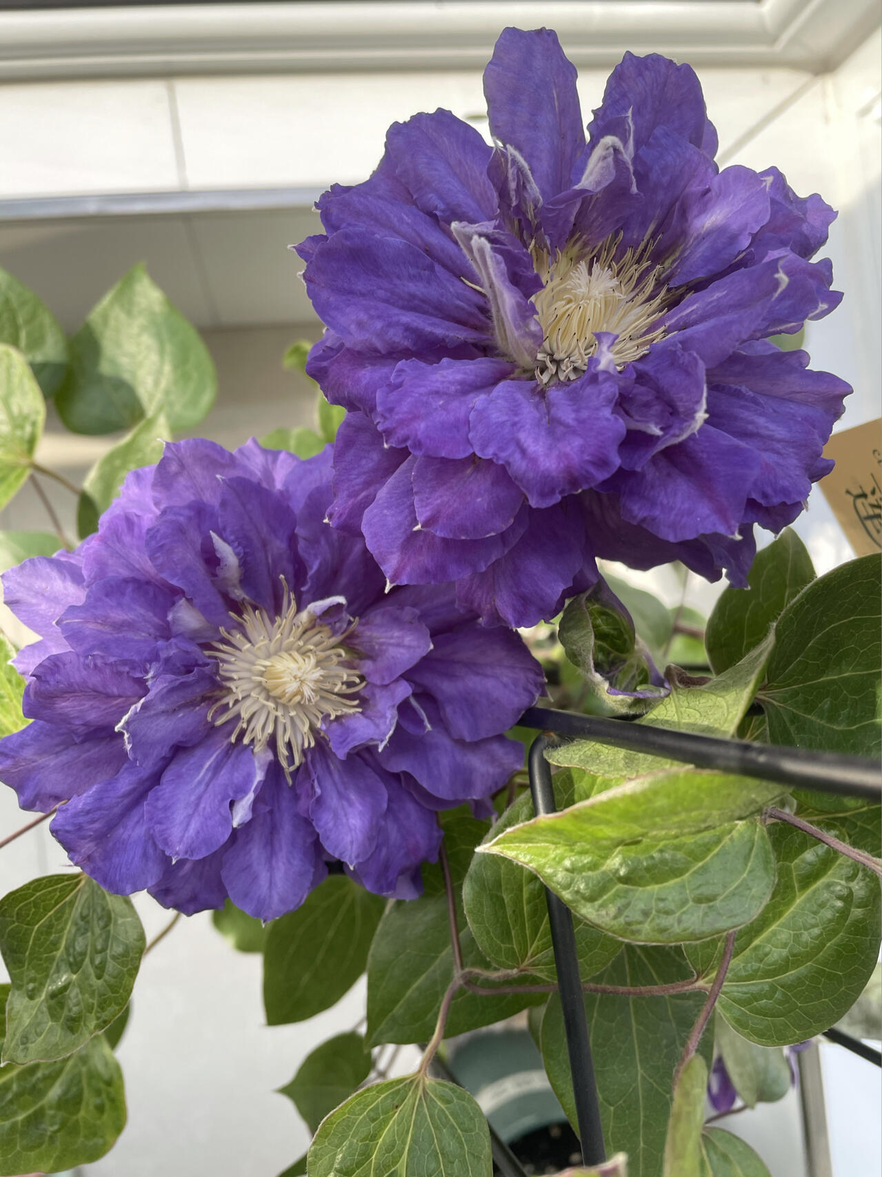 Clematis【Kiri Te Kanawa】- LivePlant｜Purple Double flowering｜卡瓦娜