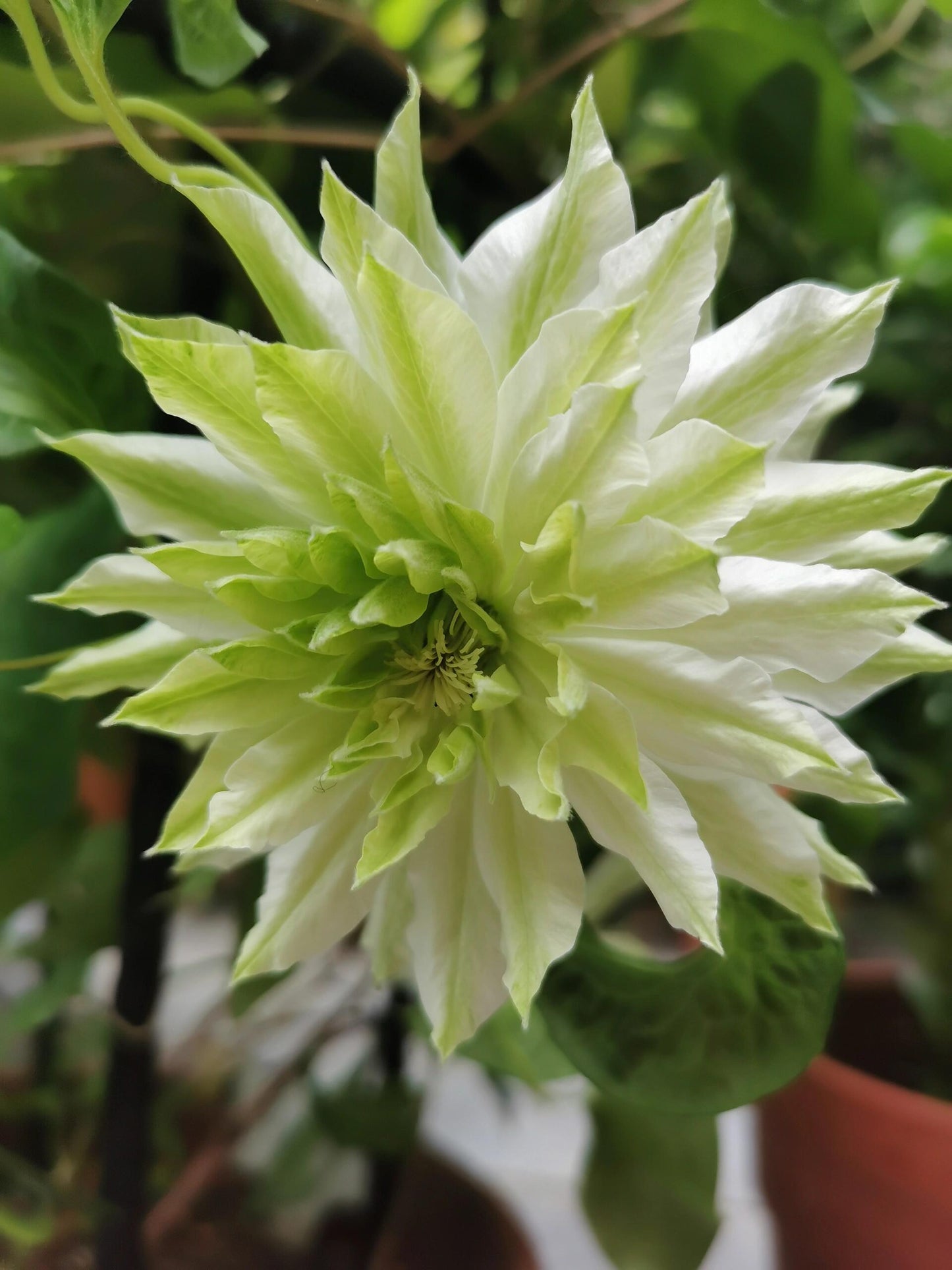 Clematis - 【Sen no kaze|千の風】10P LivePlant| Tetsuya Hirota| 风之森林| Cold Hardy | Rare Double-flowered|