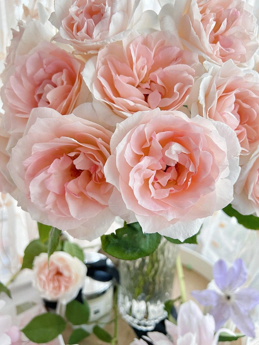 Rose【Aube Legere｜オーブ・レジェール】- 5 Gal Live Plant｜黎明天空｜Less Thorns｜Ever-Blooming｜New Variety 2019