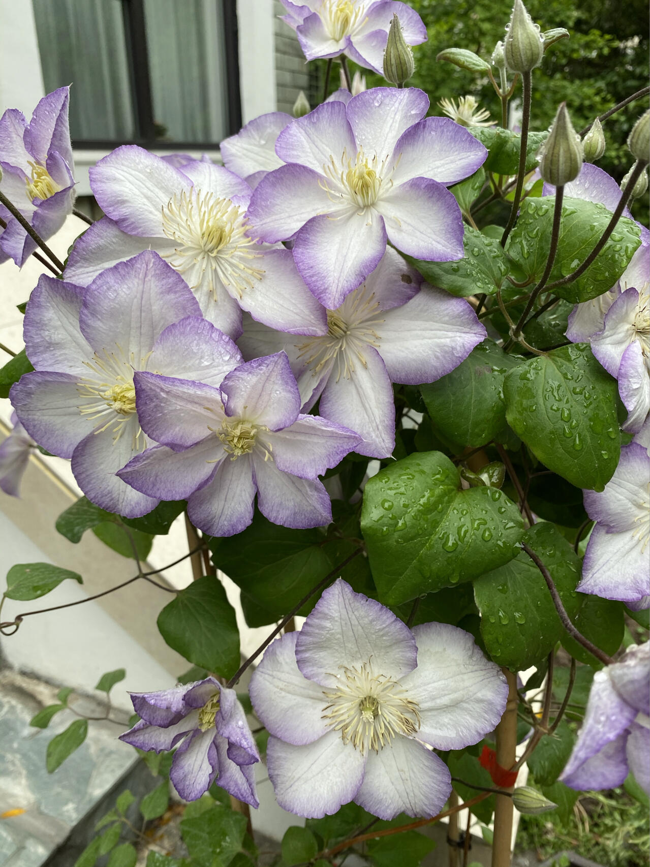 Clematis【Lucky Charm】- 9P Liveplant｜Large Bloom｜